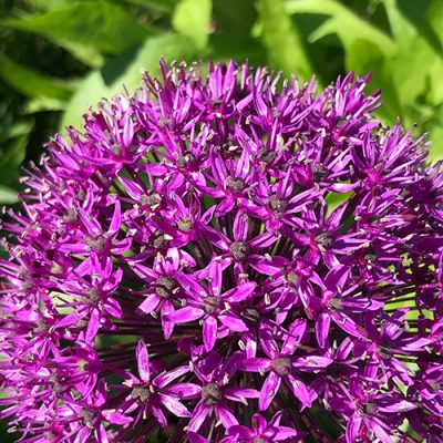 Allium